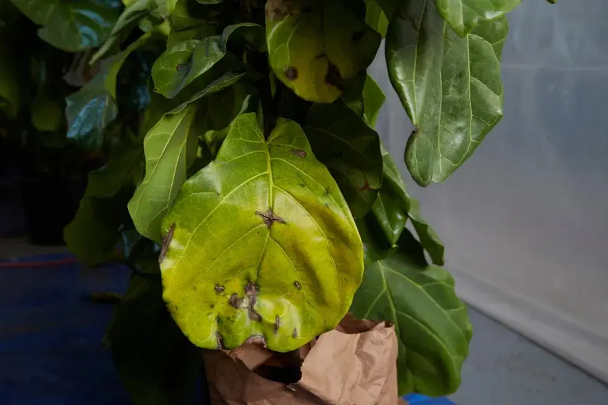 Five Causes for Your Plant’s Yellow Leaves
